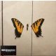 Paramore - Brand New Eyes (LP)