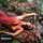 Roxy Music - Stranded (LP)