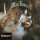 Mini - Koncert (LP)