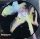 The Cure - The Head On The Door (LP)